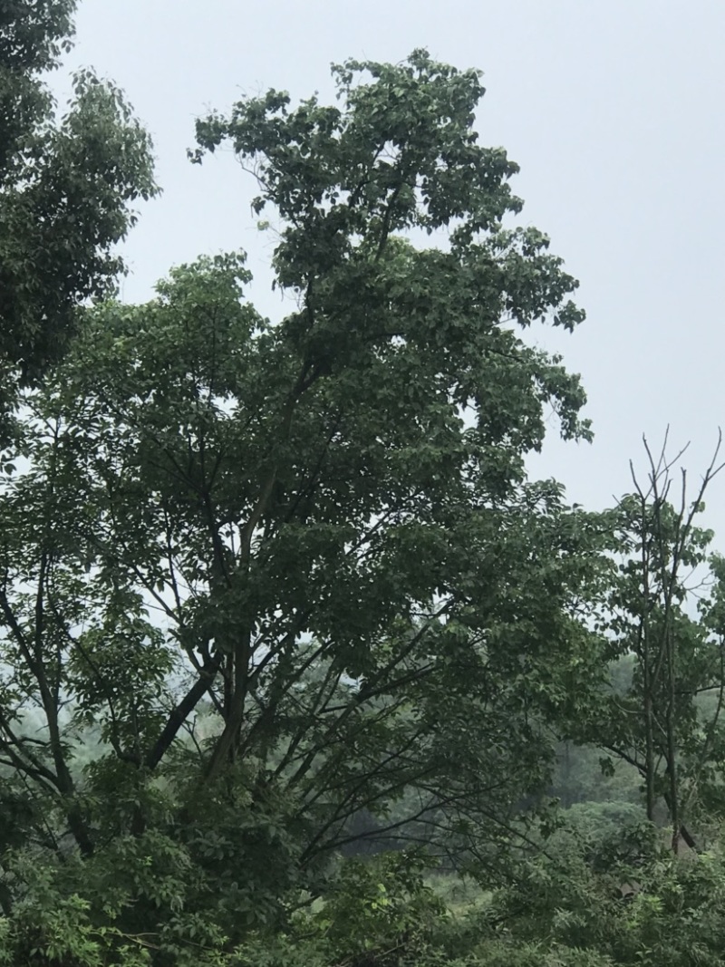 乌桕原生冠米径15-45公分优质绿化苗木品种