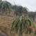 基地种植2千亩火龙果