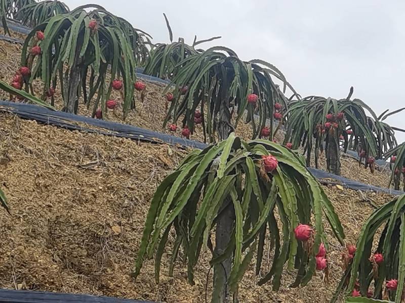 基地种植2千亩火龙果