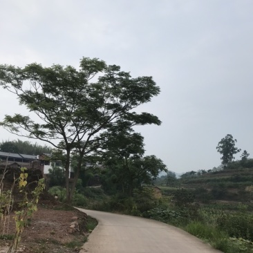 苦楝树10-35公分
