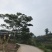 苦楝树10-35公分