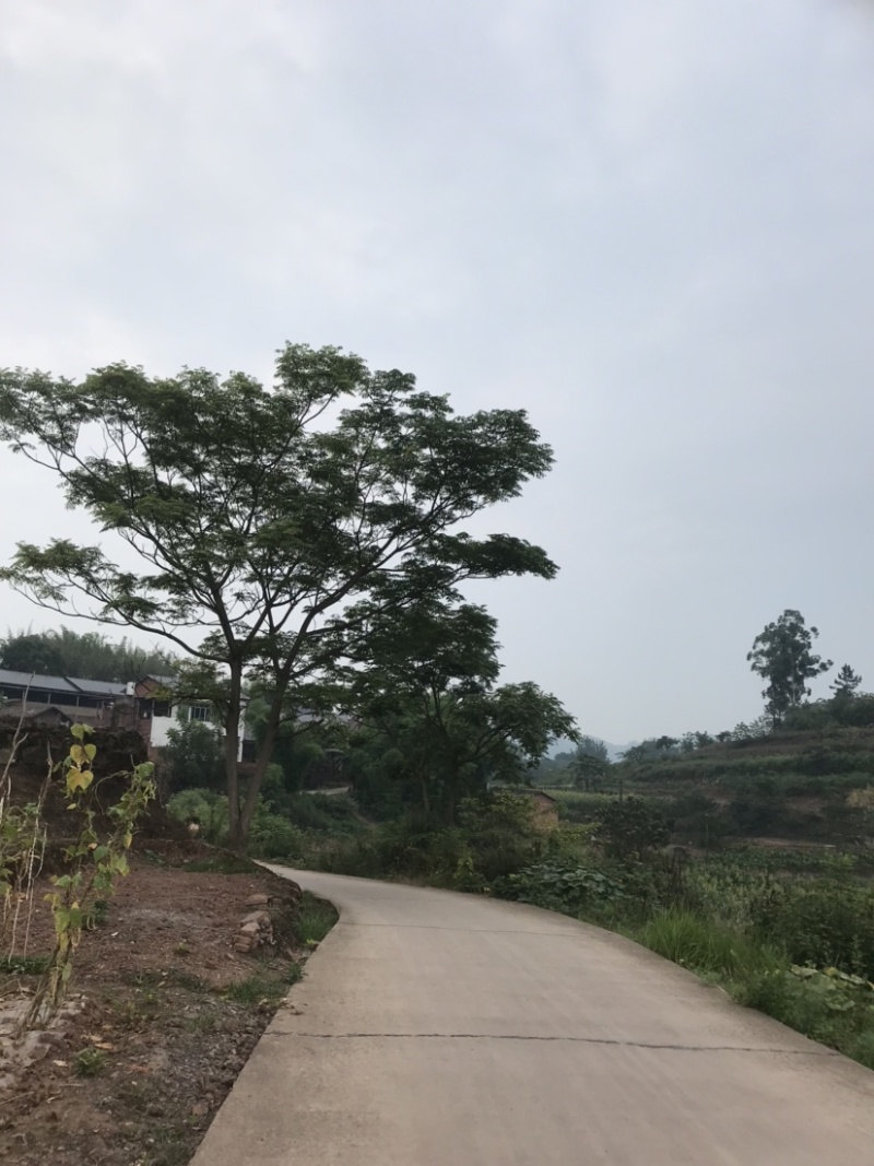 苦楝树10-35公分