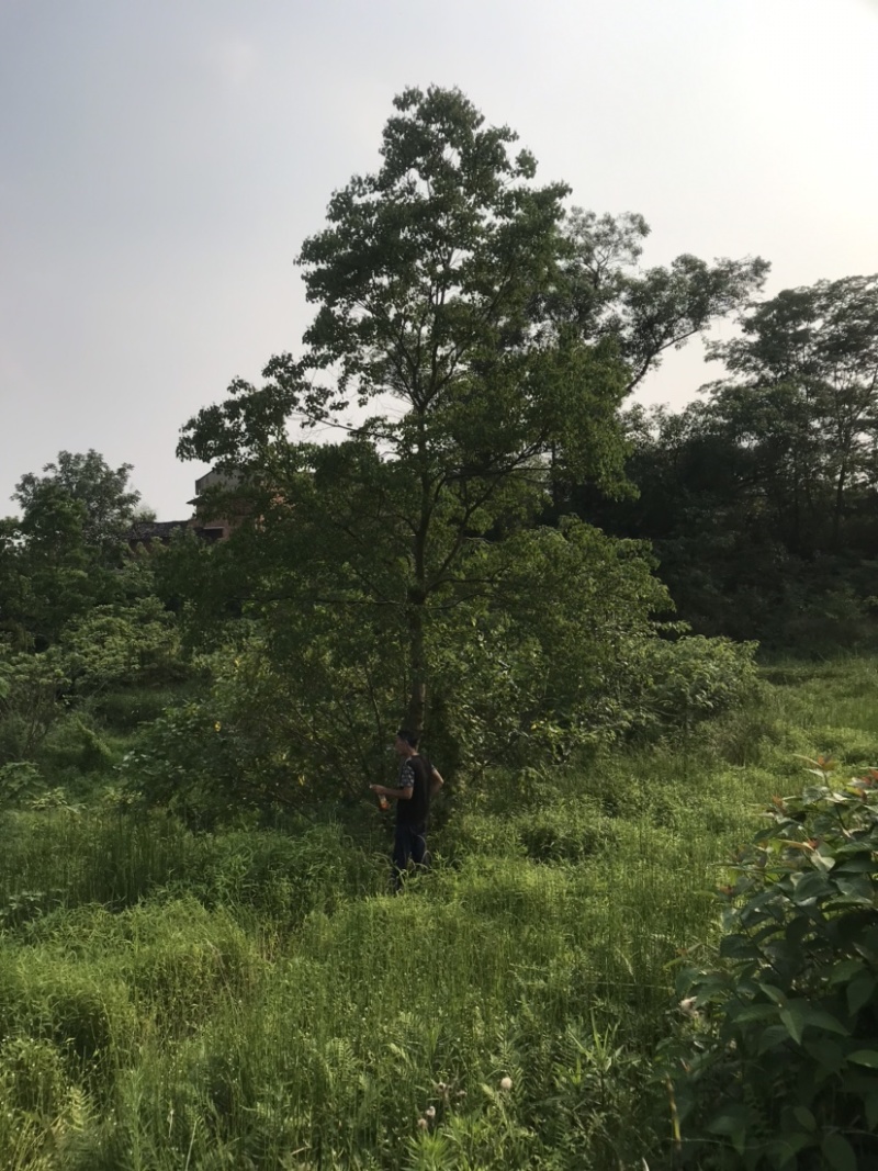 苦楝树10-35公分