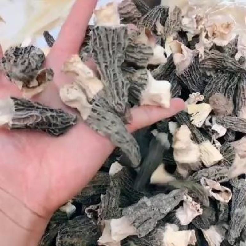 大号5-7cm羊肚菌食用菌剪柄大号云南厚肉羊肚菌高性价比