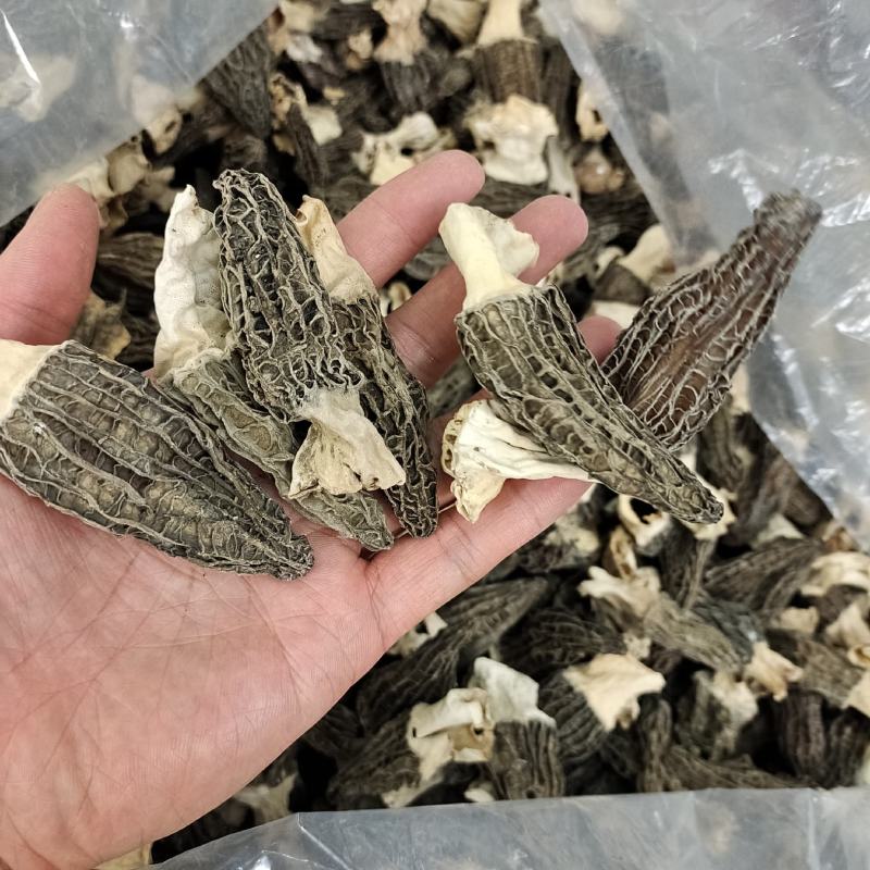 大号5-7cm羊肚菌食用菌剪柄大号云南厚肉羊肚菌高性价比
