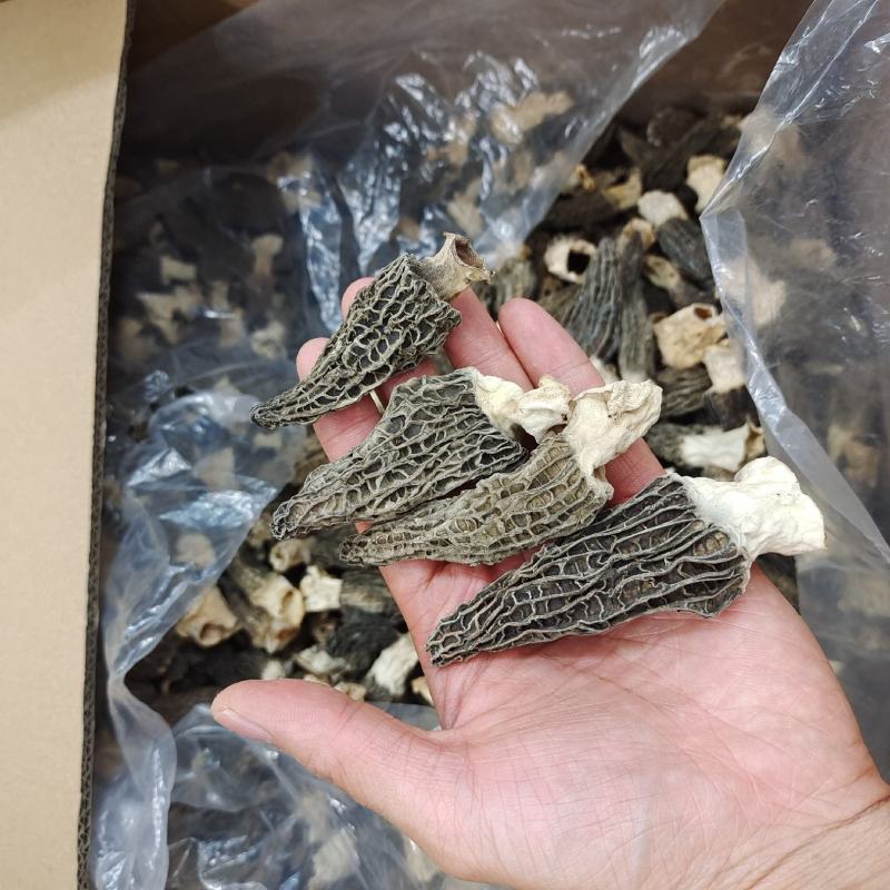 大号5-7cm羊肚菌食用菌剪柄大号云南厚肉羊肚菌高性价比