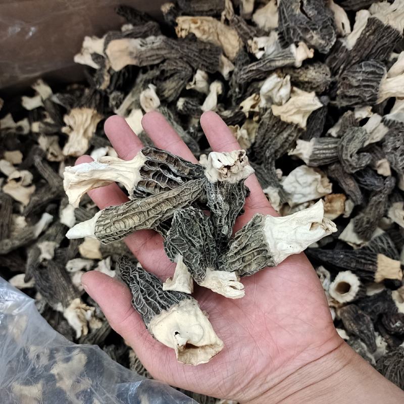 大号5-7cm羊肚菌食用菌剪柄大号云南厚肉羊肚菌高性价比