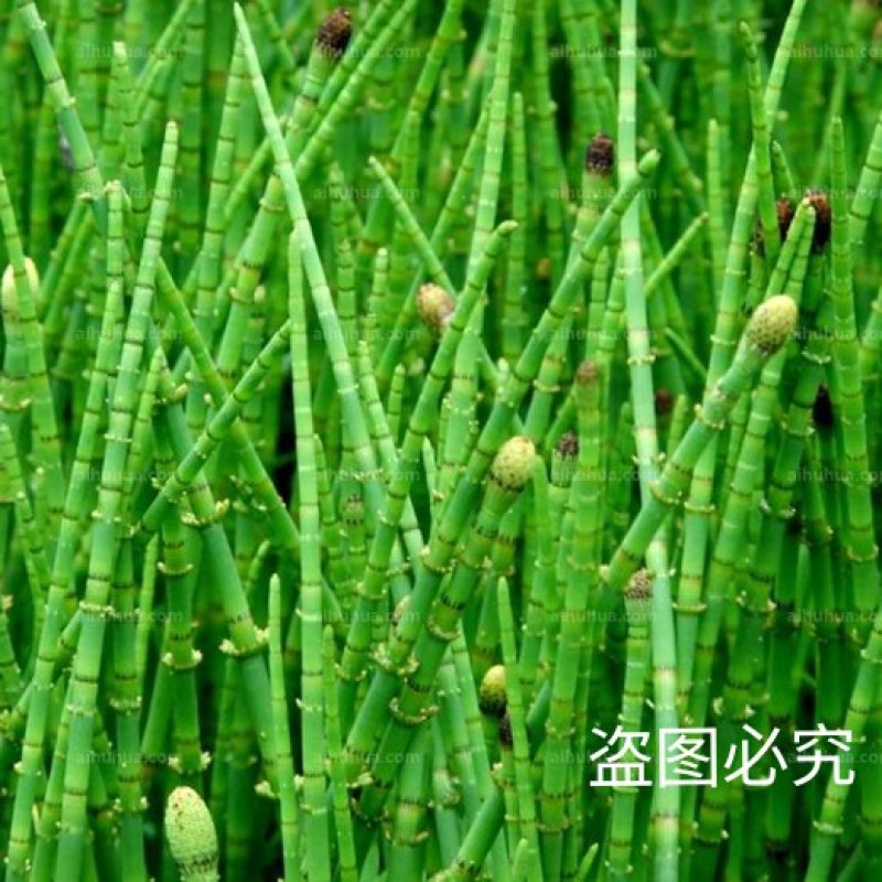新鲜干木贼草节节草接骨草笔筒草野生中药材鲜干品