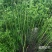 新鲜干木贼草节节草接骨草笔筒草野生中药材鲜干品