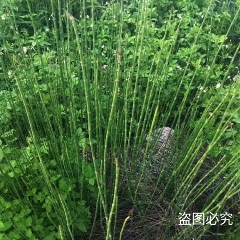 新鲜干木贼草节节草接骨草笔筒草野生中药材鲜干品
