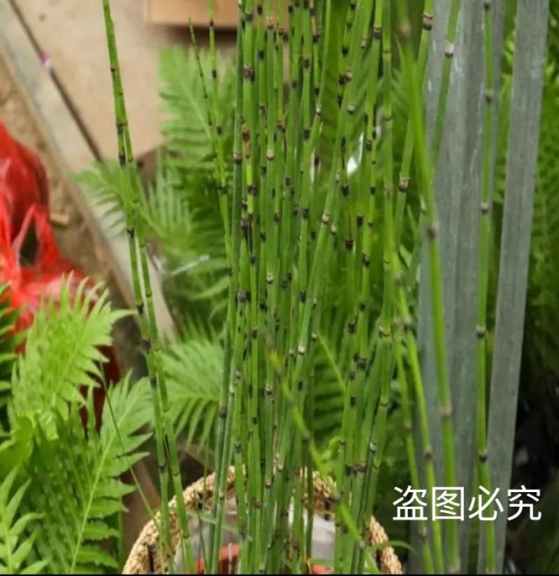 新鲜干木贼草节节草接骨草笔筒草野生中药材鲜干品