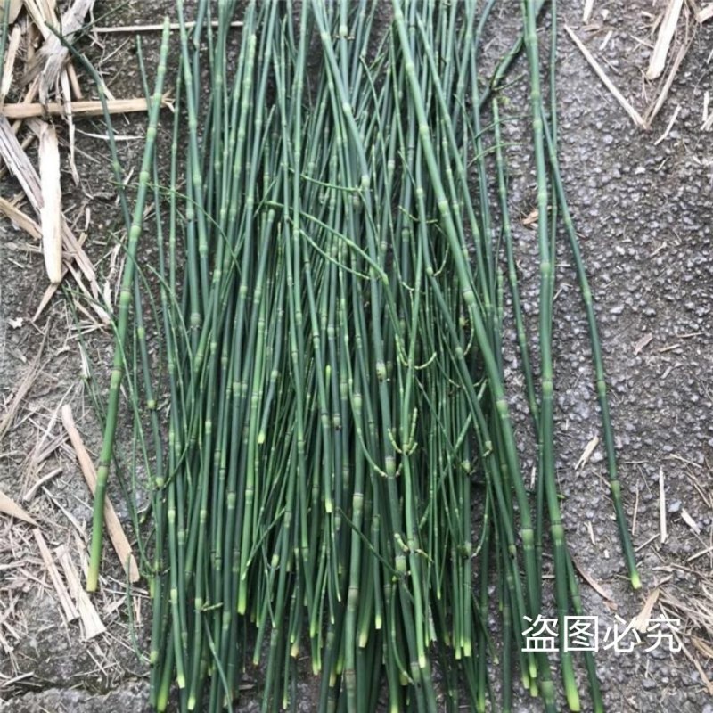 新鲜干木贼草节节草接骨草笔筒草野生中药材鲜干品