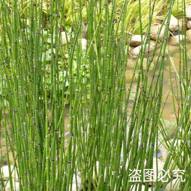 新鲜干木贼草节节草接骨草笔筒草野生中药材鲜干品