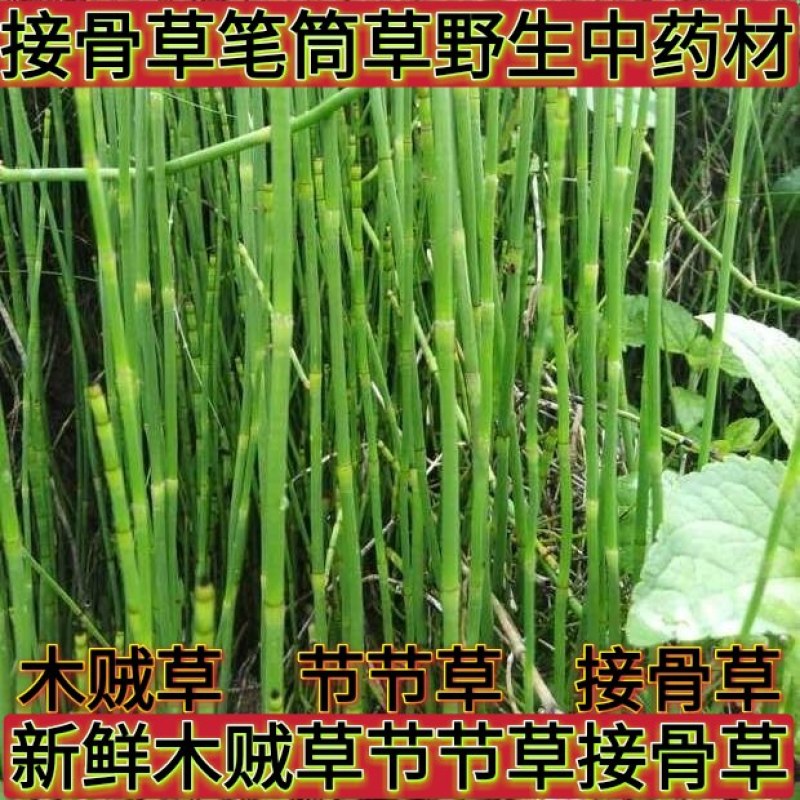 新鲜干木贼草节节草接骨草笔筒草野生中药材鲜干品