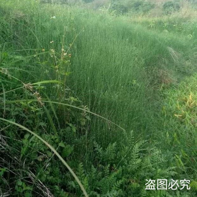 新鲜干木贼草节节草接骨草笔筒草野生中药材鲜干品