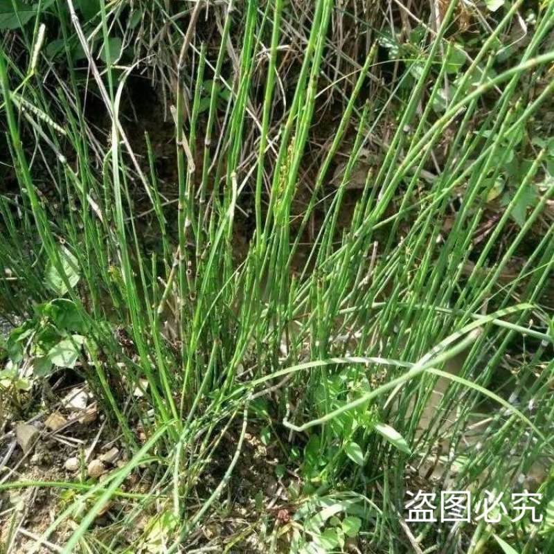 新鲜干木贼草节节草接骨草笔筒草野生中药材鲜干品