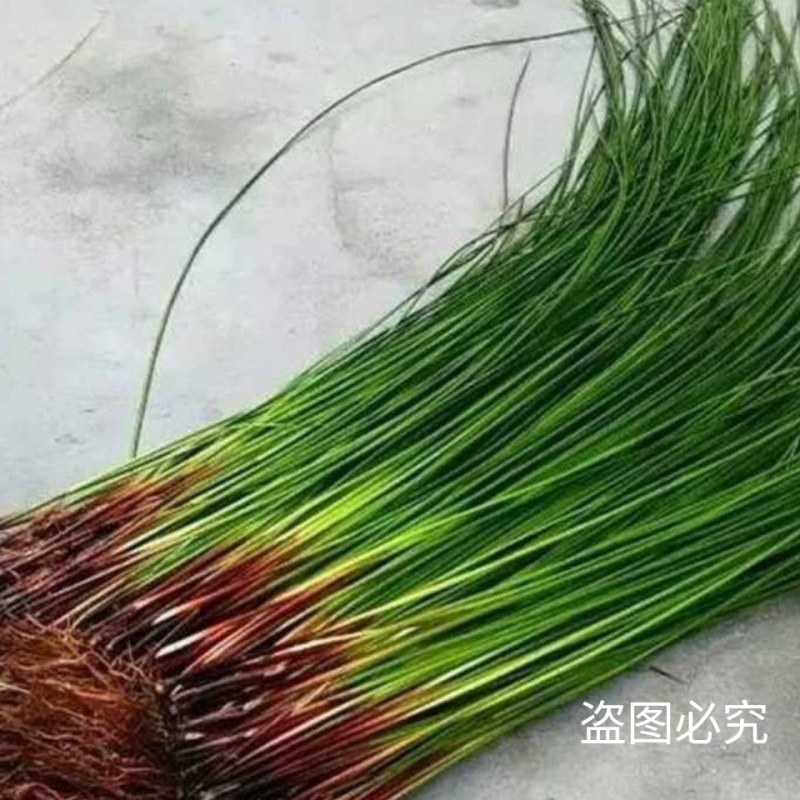 新鲜干木贼草节节草接骨草笔筒草野生中药材鲜干品