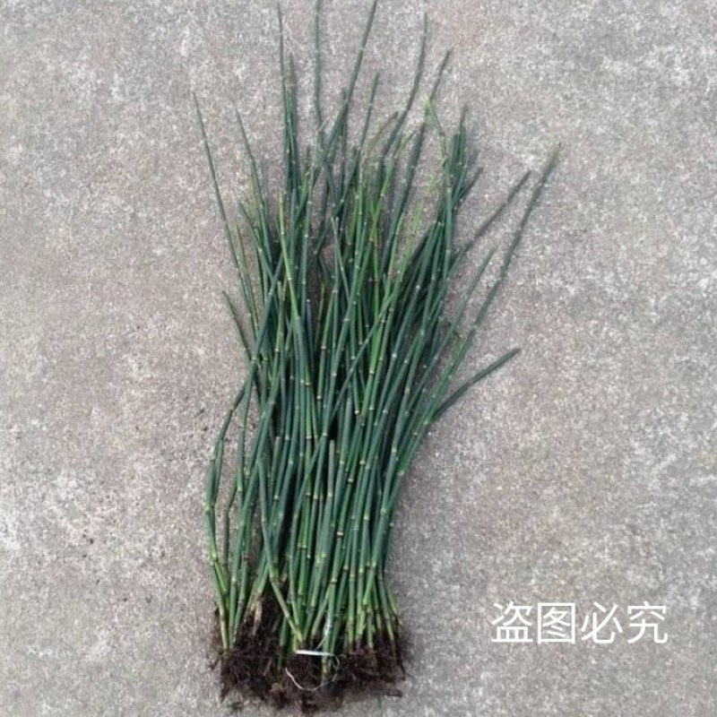 新鲜干木贼草节节草接骨草笔筒草野生中药材鲜干品