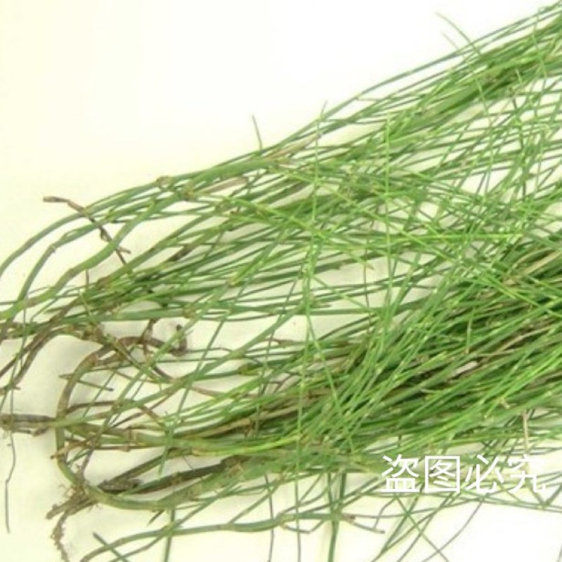 新鲜干木贼草节节草接骨草笔筒草野生中药材鲜干品