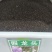 假龙头花种子可作切花的花种子花坛花镜景观种子