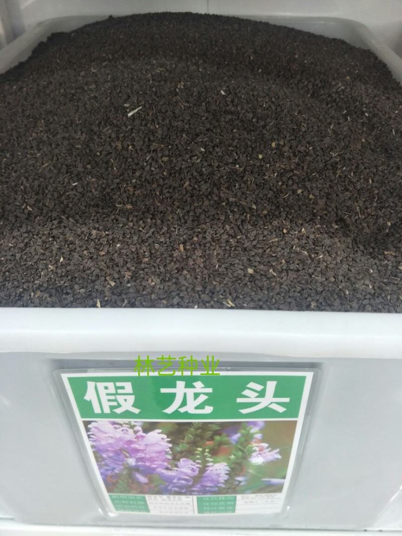 假龙头花种子可作切花的花种子花坛花镜景观种子