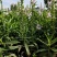 假龙头花种子可作切花的花种子花坛花镜景观种子