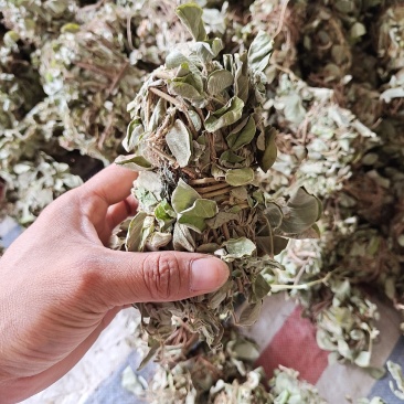 金钱草