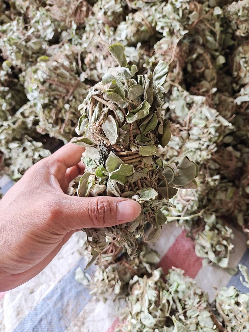 金钱草