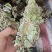 金钱草