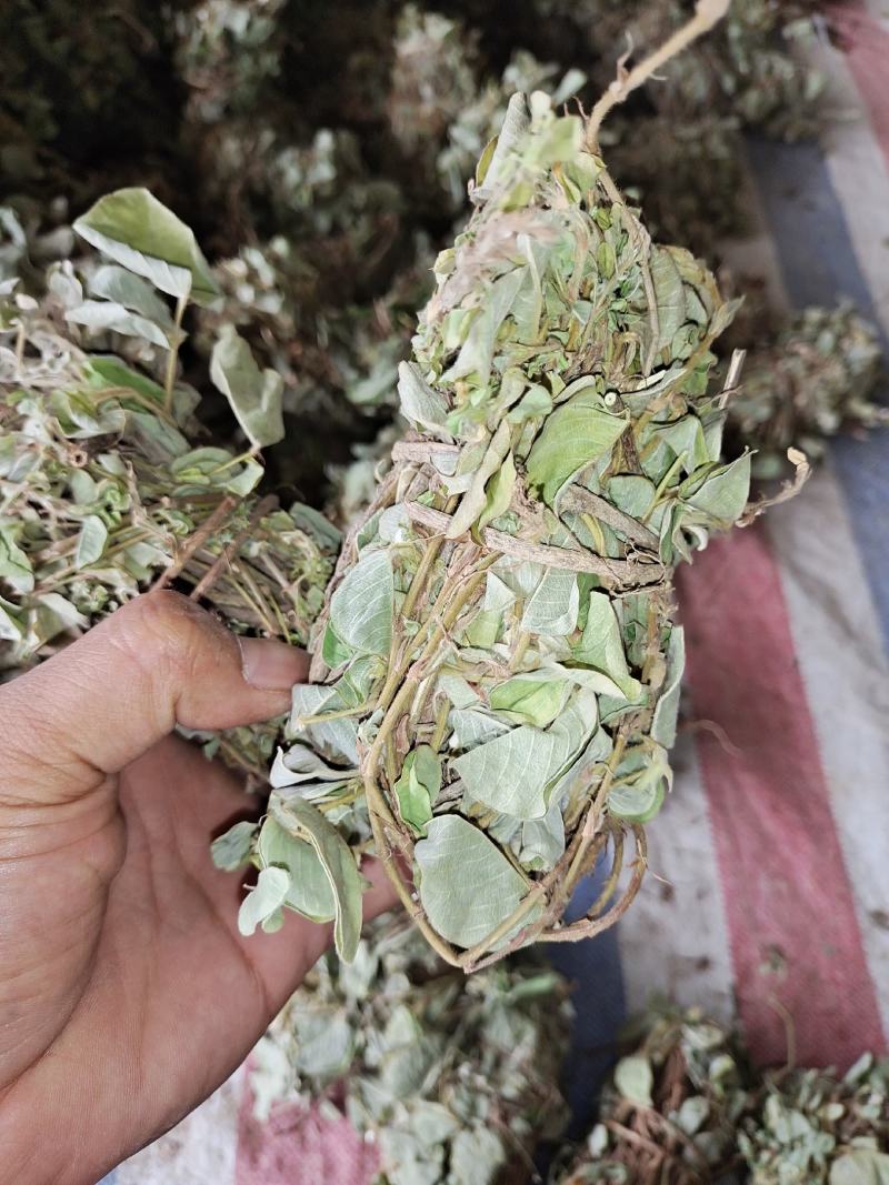 金钱草