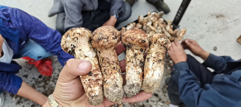 云南香格里拉新鲜松茸四川雅江松茸小金松茸顺丰生鲜直达