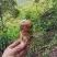 云南香格里拉新鲜松茸四川雅江松茸小金松茸顺丰生鲜直达