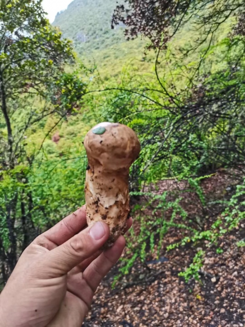 云南香格里拉新鲜松茸四川雅江松茸小金松茸顺丰生鲜直达