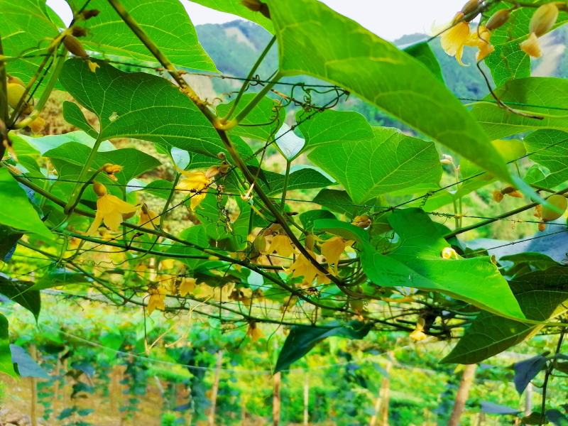 罗汉果传统烘烤果（本生产年新果正宗原产地）