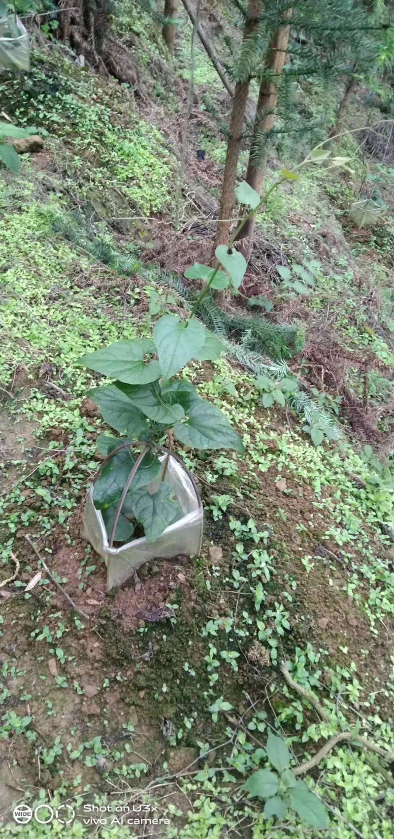 罗汉果传统烘烤果（本生产年新果正宗原产地）