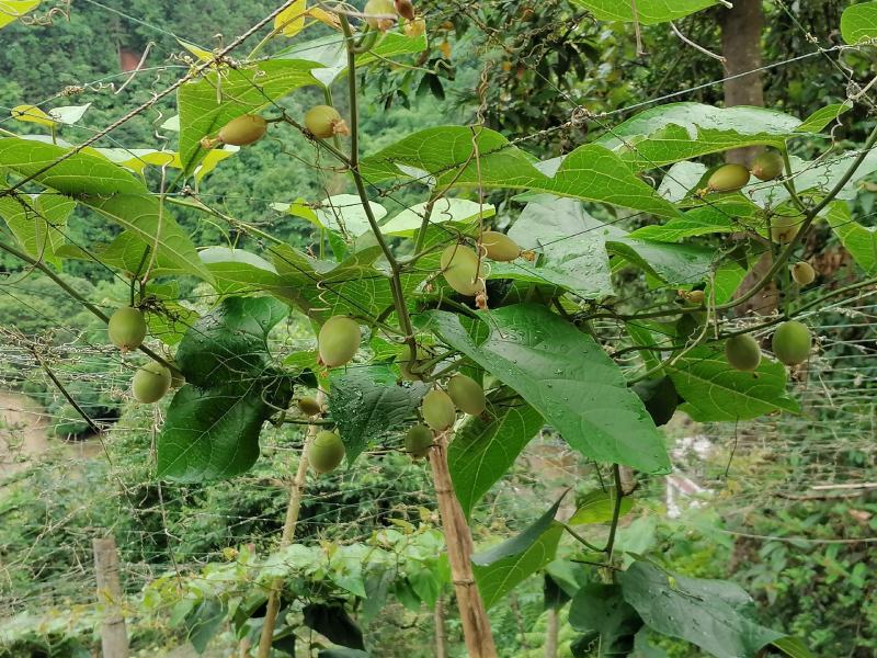 罗汉果（芯，罗汉果茶，方便快捷，份量适中）