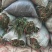 苦草水草