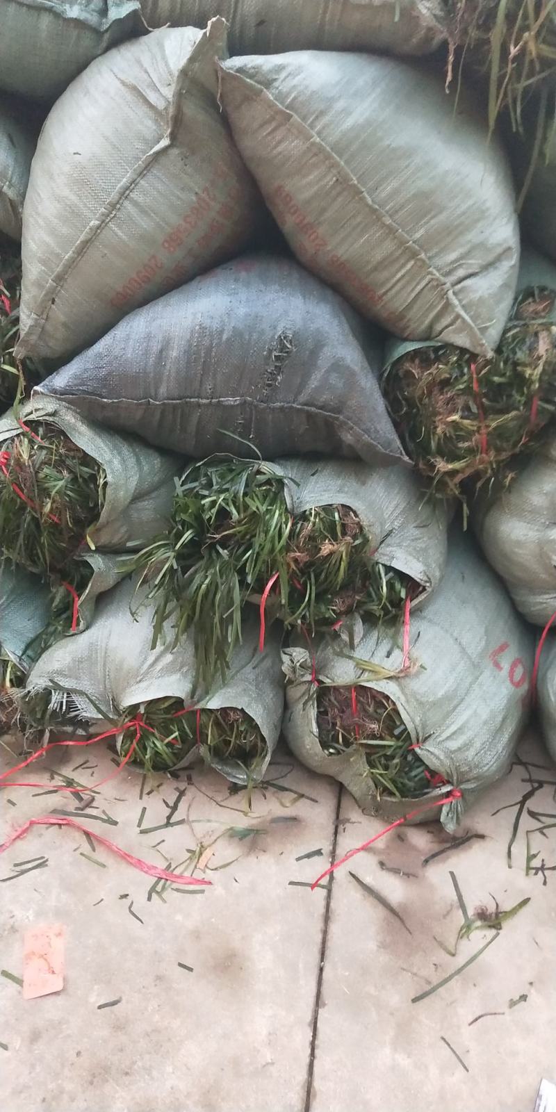 苦草水草