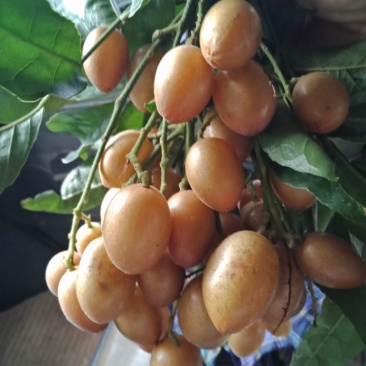 鸡心黄皮