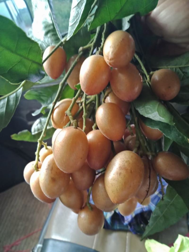 鸡心黄皮