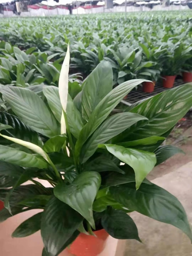 白掌室内植物净化空气观花植物
