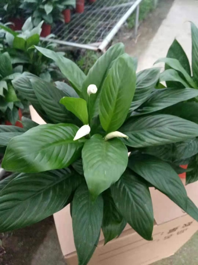 白掌室内植物净化空气观花植物
