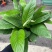 白掌室内植物净化空气观花植物
