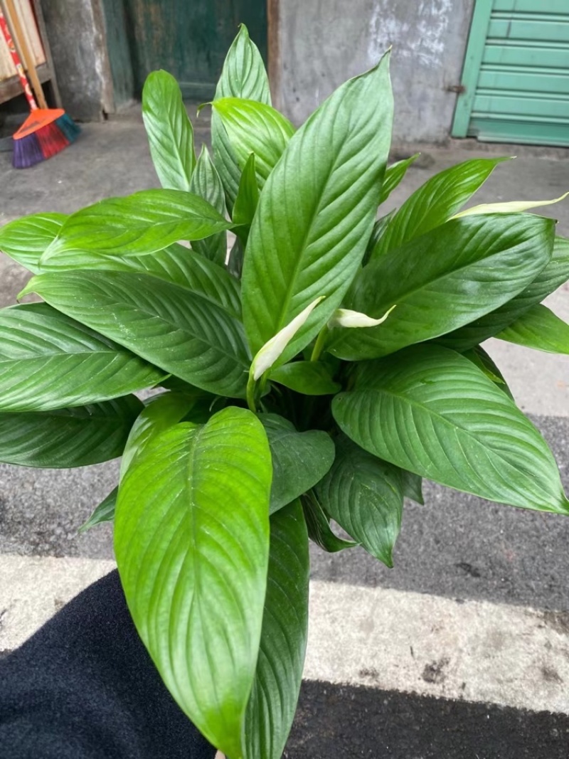 白掌室内植物净化空气观花植物