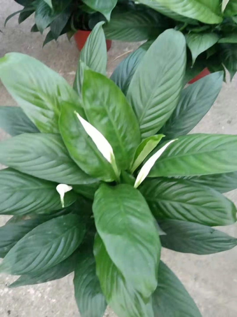 白掌室内植物净化空气观花植物