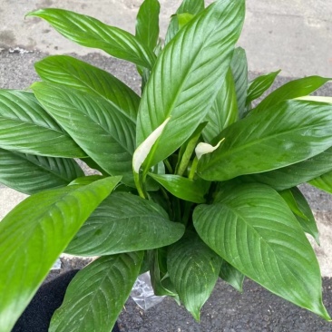 白掌室内植物净化空气观花植物