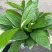 白掌室内植物净化空气观花植物