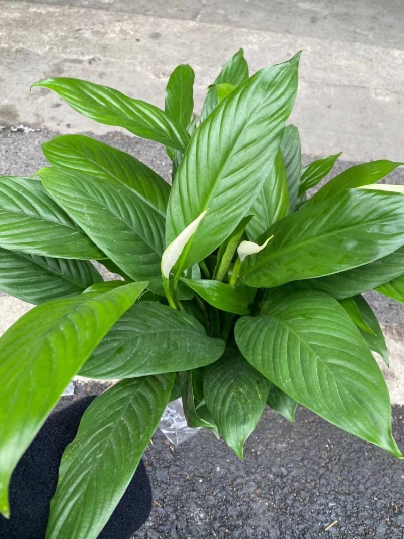 白掌室内植物净化空气观花植物