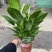 白掌室内植物净化空气观花植物