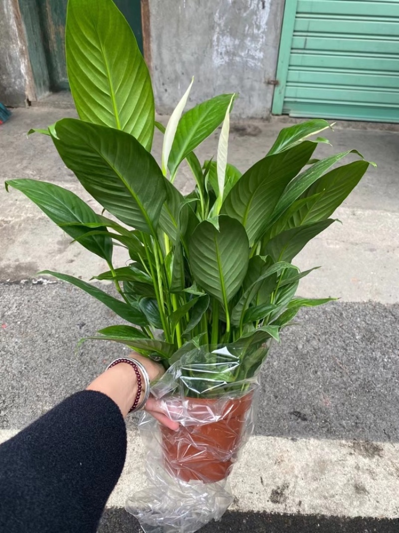 白掌室内植物净化空气观花植物